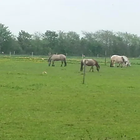 Ferienzimmervermietung Reitferien Skaerbaek