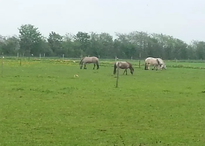 Ferienzimmervermietung Reitferien Skærbæk
