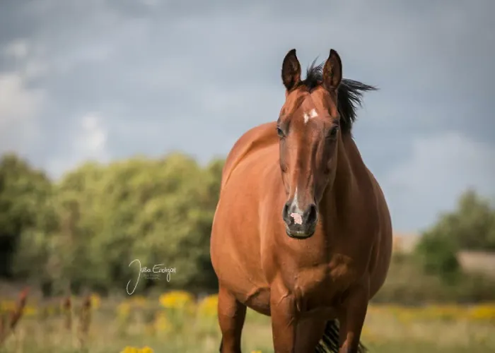 Ferienzimmervermietung Reitferien *